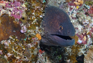 Maldives 2021 - Murene a taches jaunes -Yellowmarging moray -  Gymnothorax flavimarginatus - DSC00313_rc